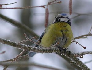 Лазоревка